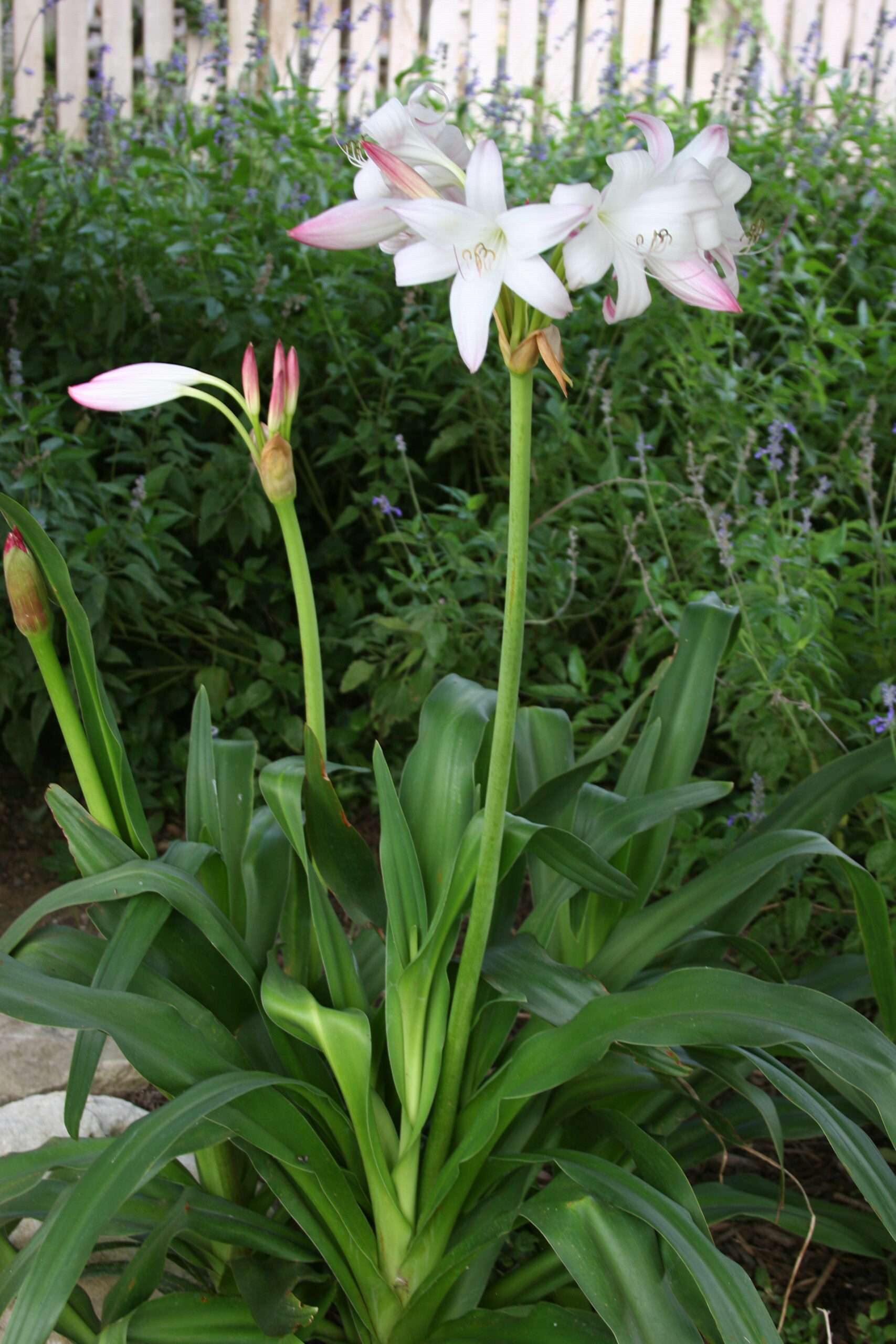 Mrs. James Hendry crinum blooming by a picket fence with blue salvia