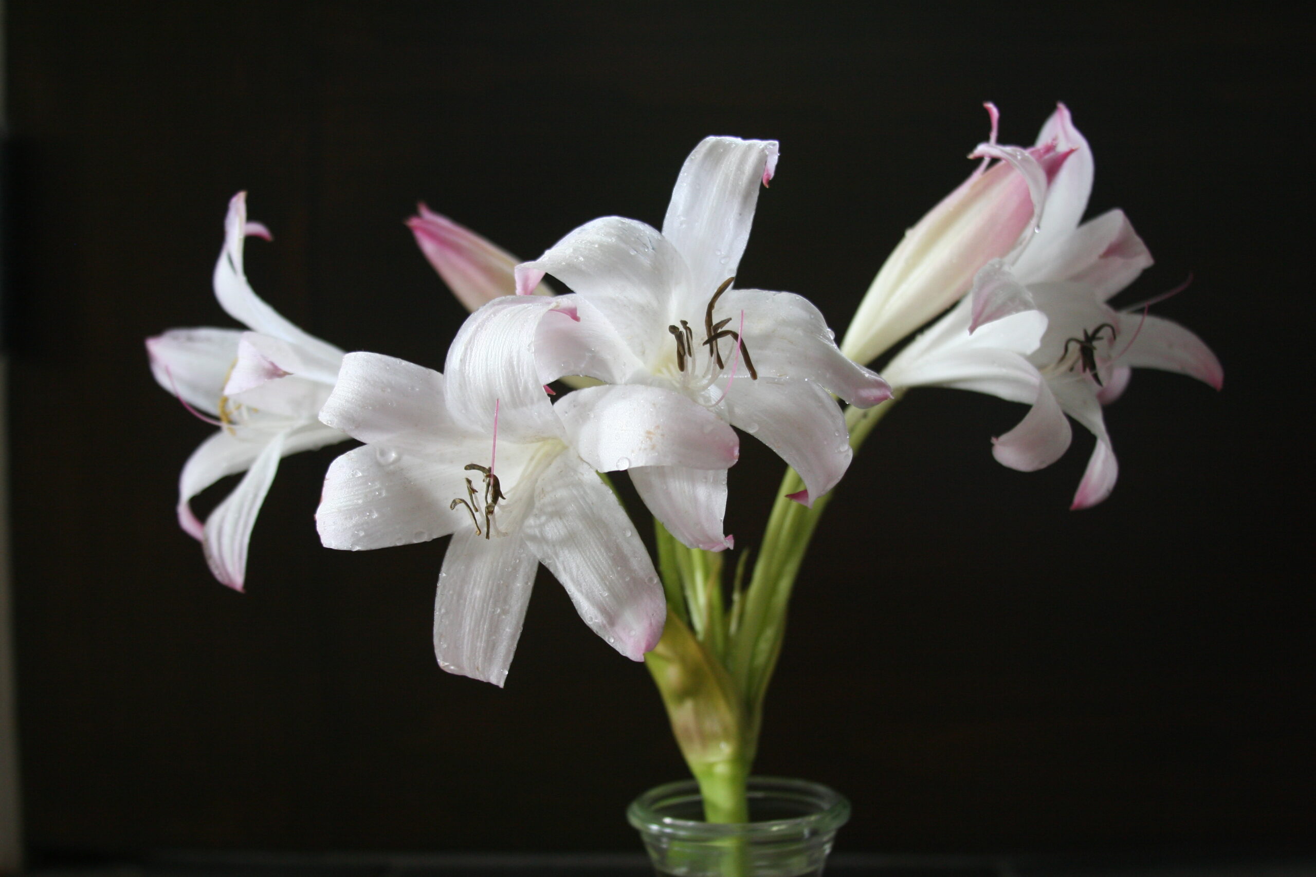 Rain-flecked Mrs. James Hendry blooms against a dark background