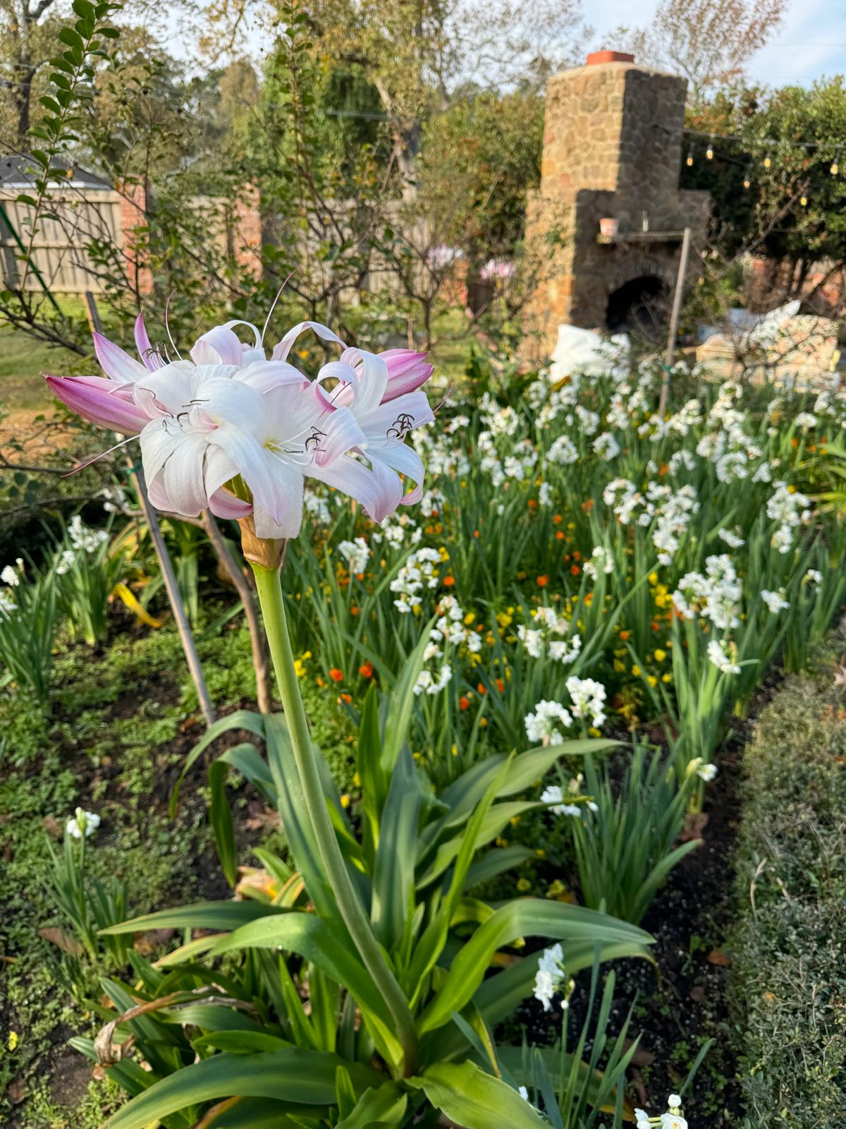 Mrs. James Hendry crinum blooming alongside paperwhites in the fall garden