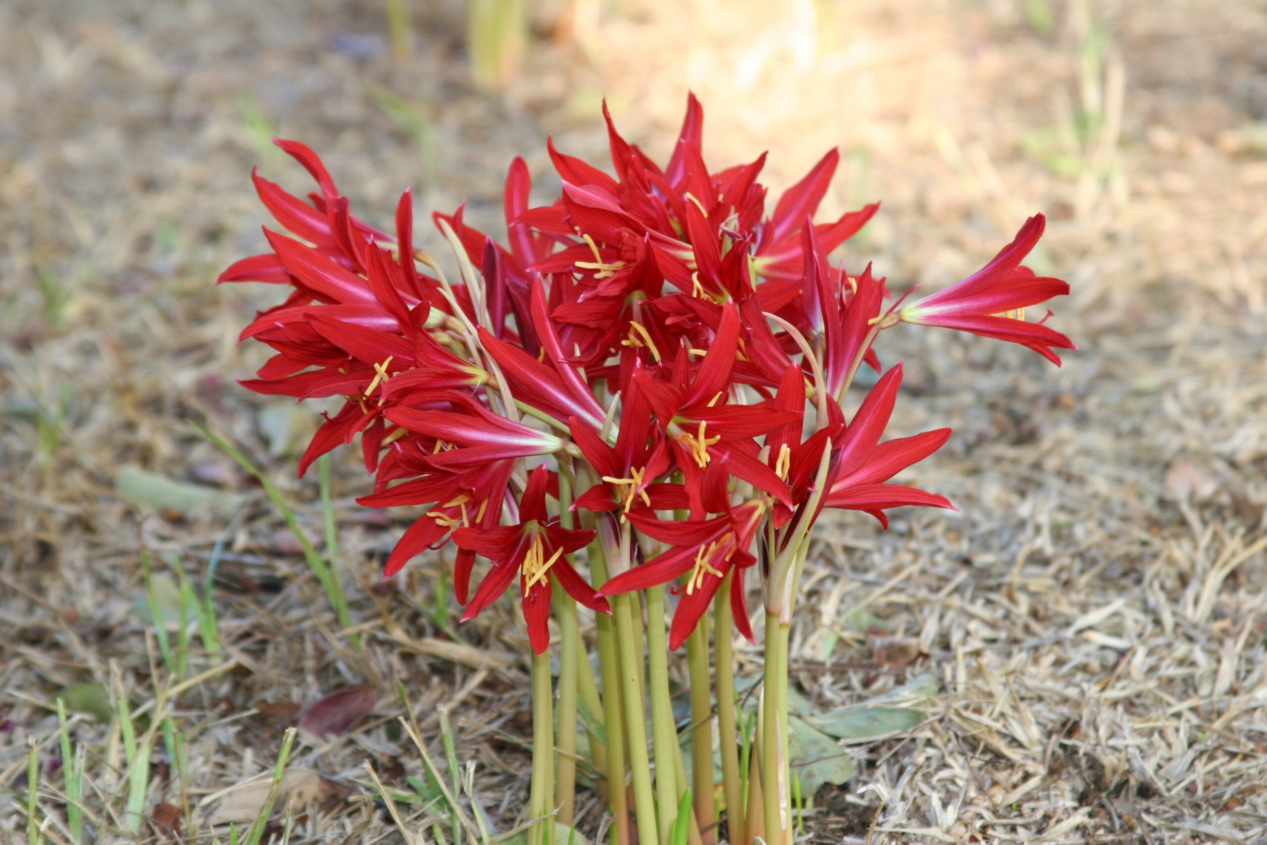 Deep red oxblood lily trumpets after the first fall rain