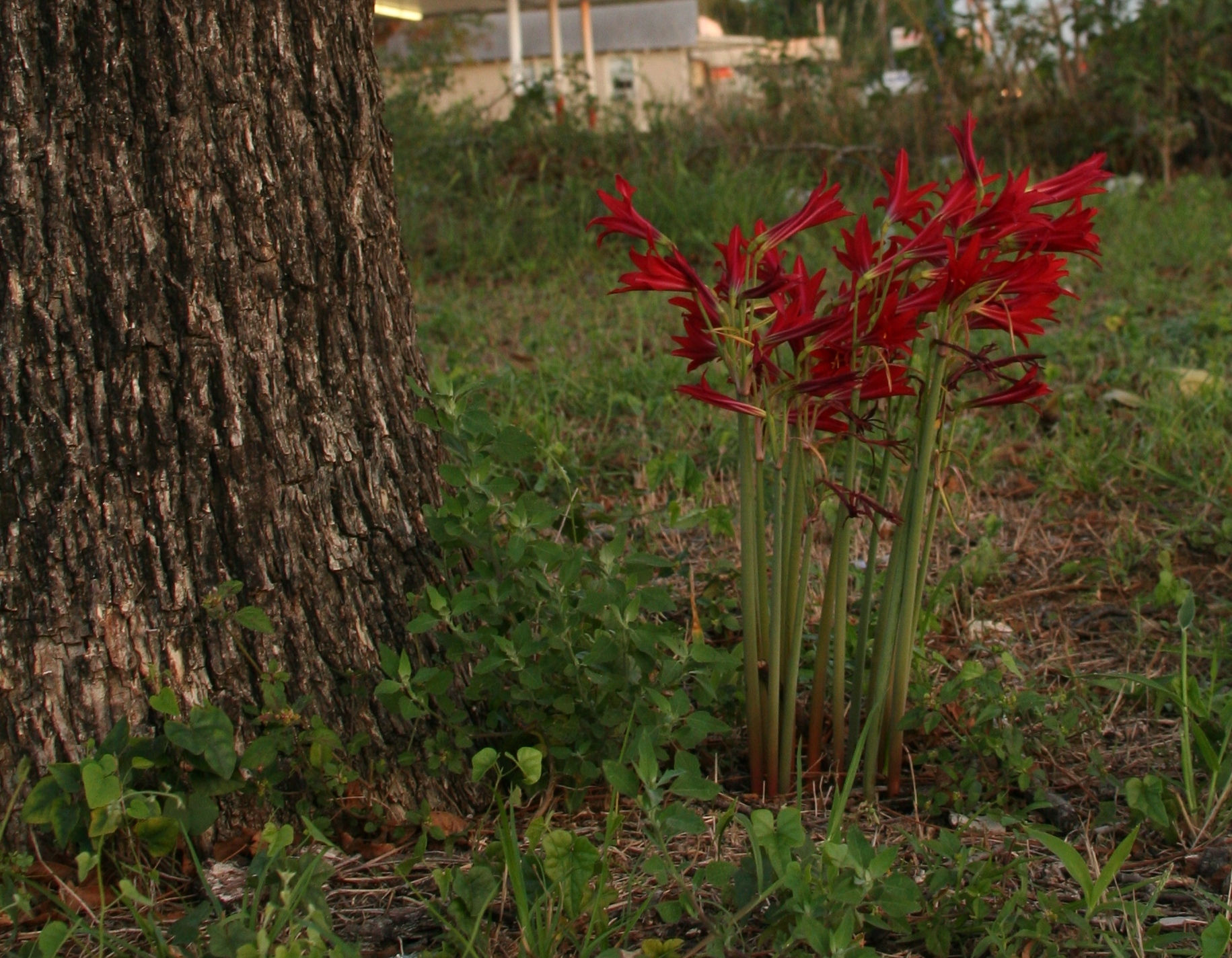 Oxblood lilies naturalized under a tree in an old Texas garden