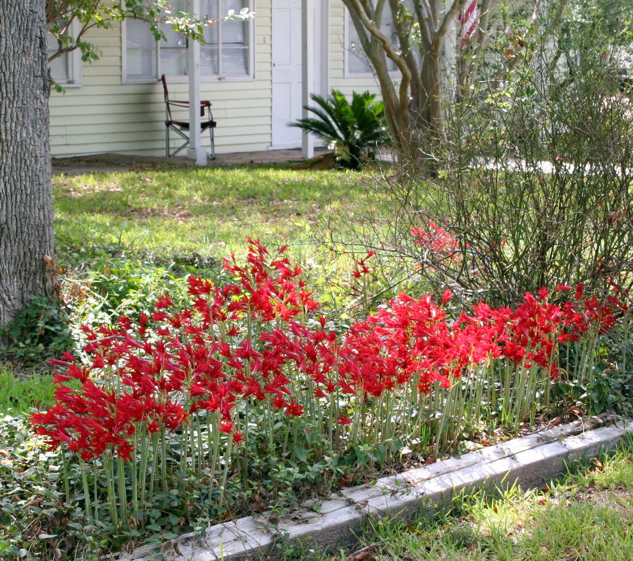Oxblood lilies blooming in red drifts each September