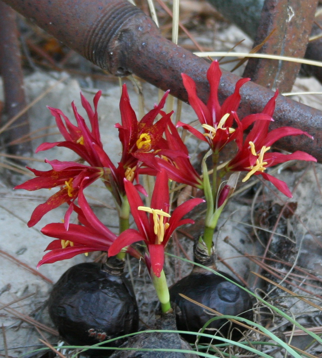 An oxblood lily bulb and bloom side by side, what you plant in August and what you get in September