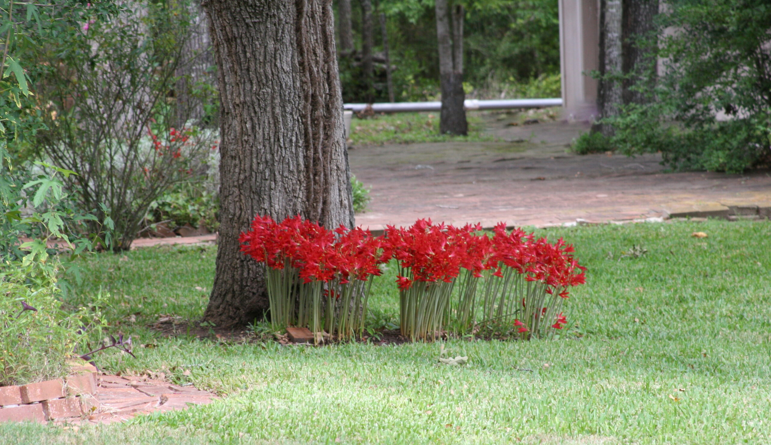 A thick oxblood lily clump, decades old and blooming untouched
