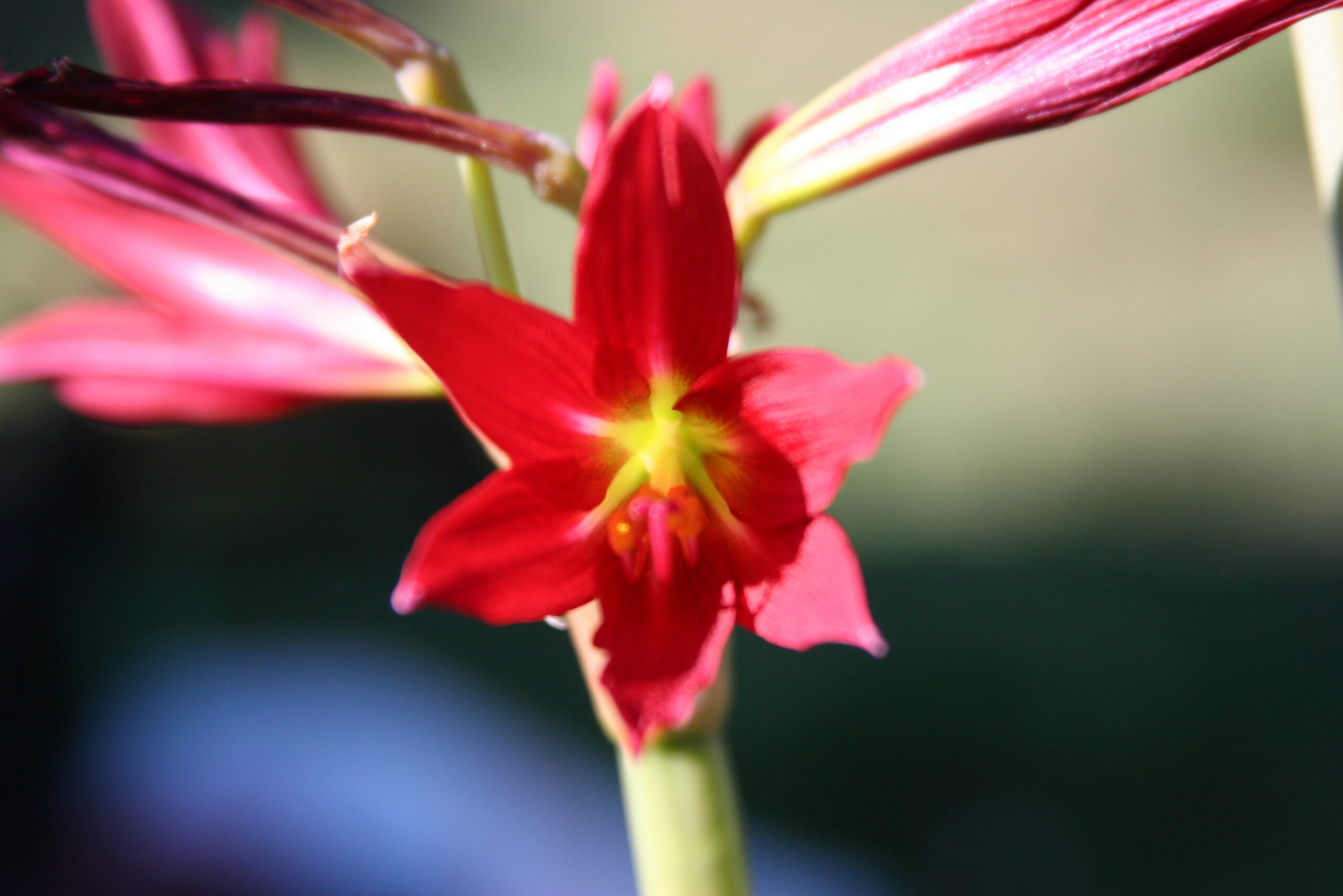 Oxblood lily blooms up close, deep red trumpets