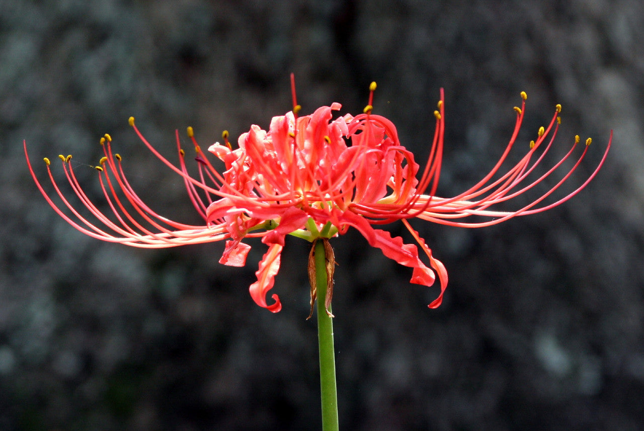 Red spider lily (Lycoris radiata), the September surprise of Southern gardens