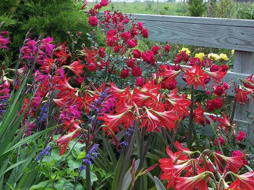 A clump of St. Joseph’s lily in full bloom