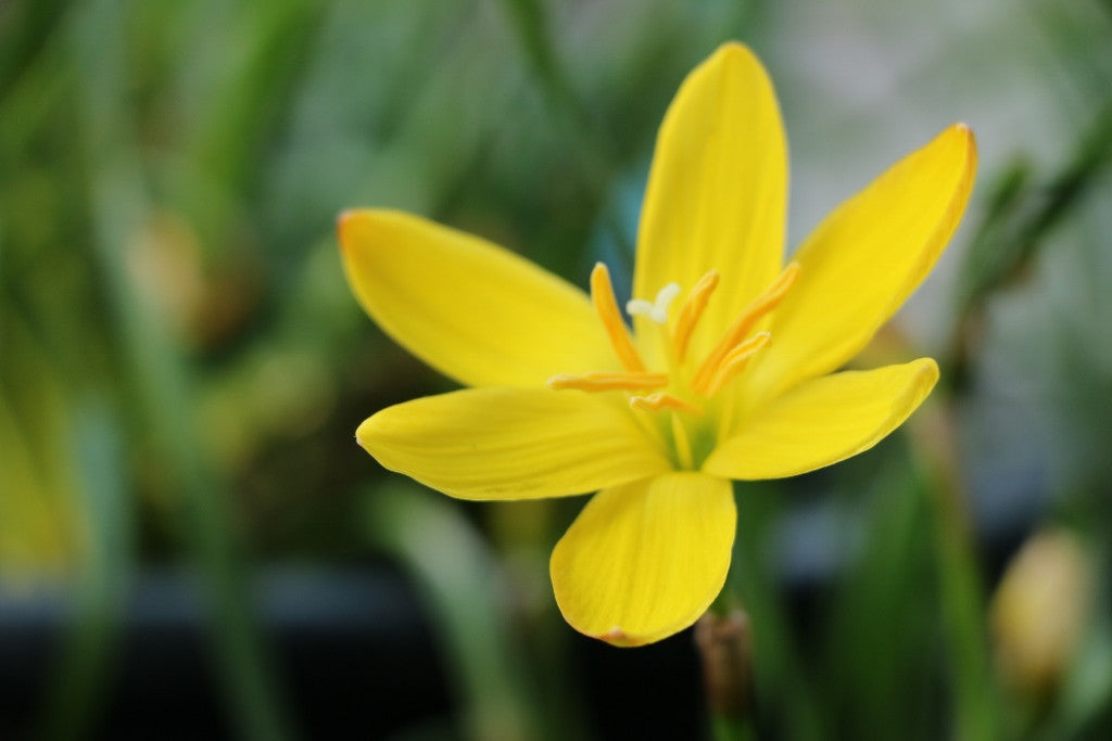 Golden yellow rain lilies (Zephyranthes citrina) in bloom