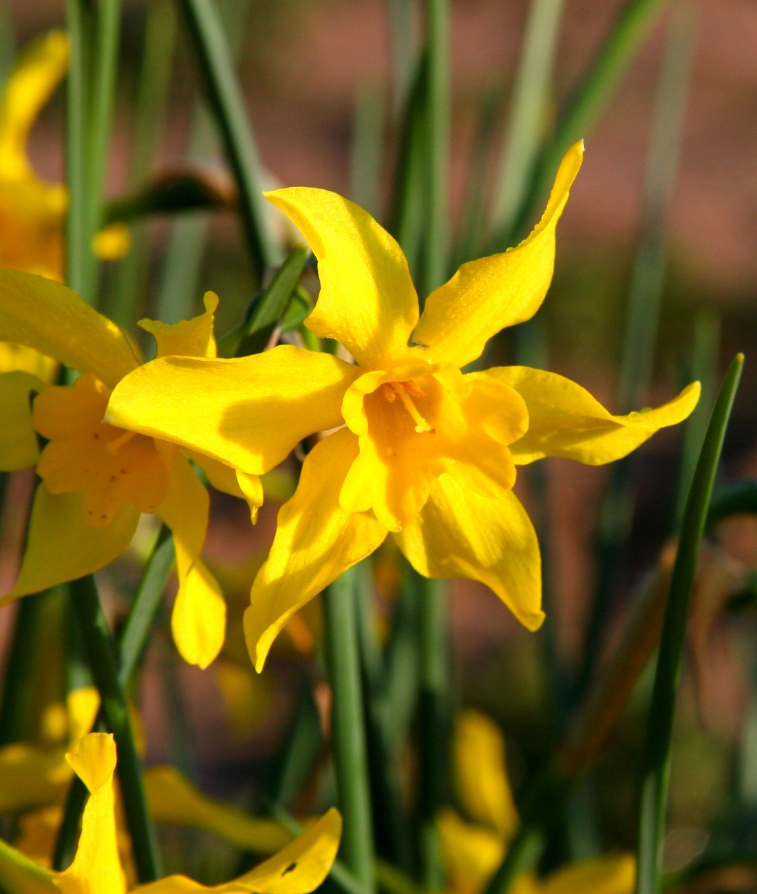 Campernelle jonquils in full bloom, an heirloom Southern daffodil carried over from old homesteads, flowering against bare red earth