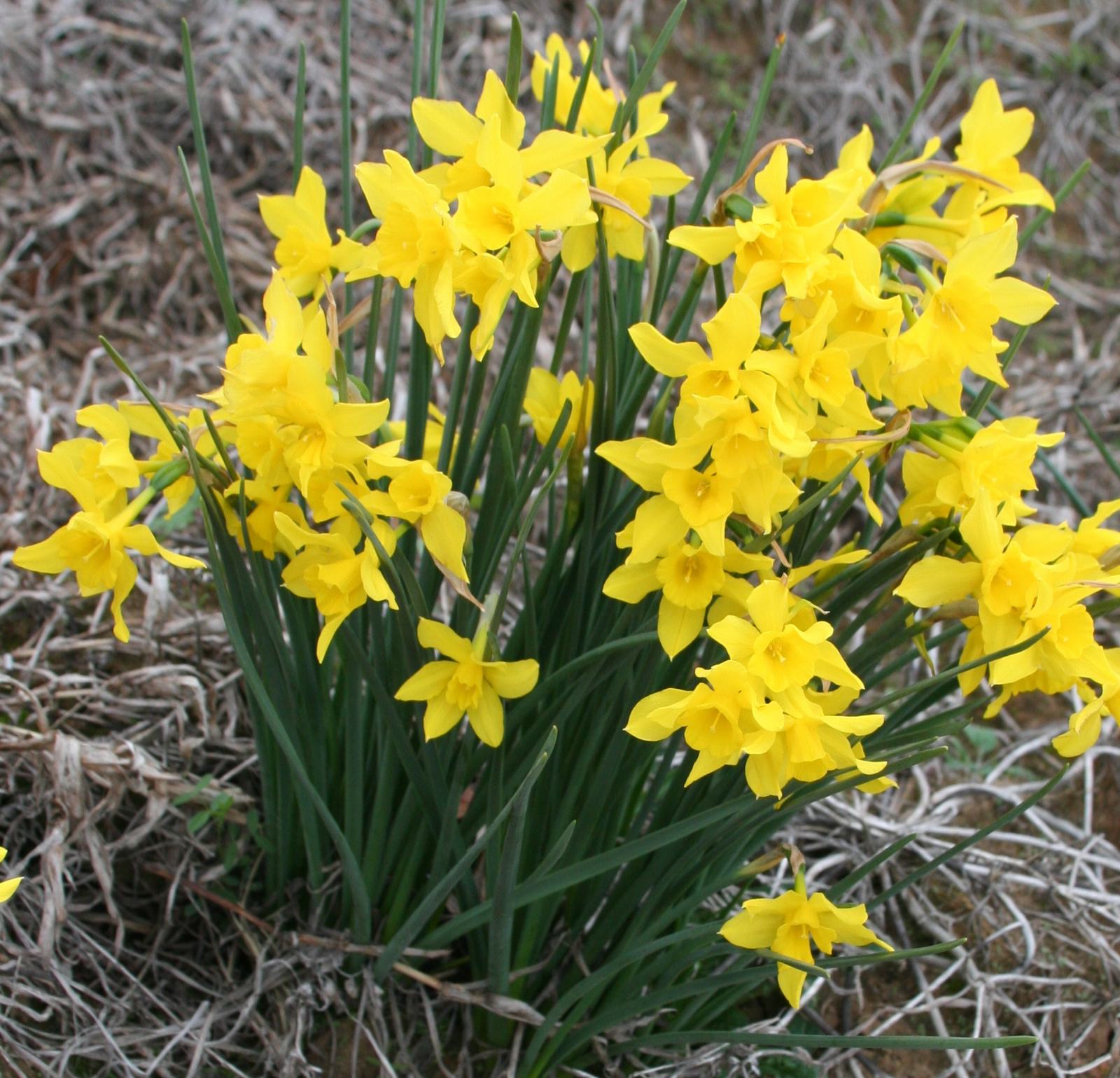 A campernelle clump in full golden bloom