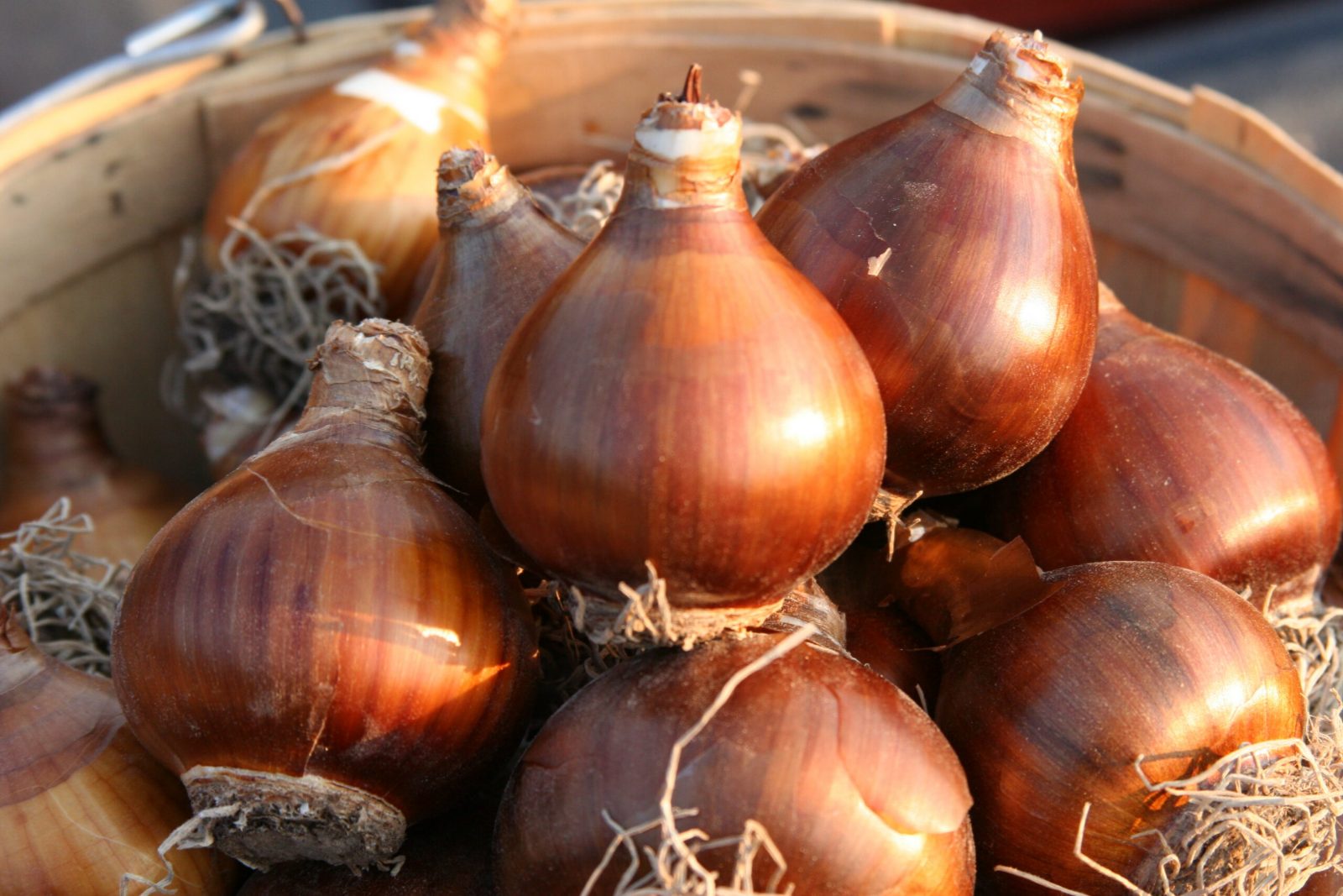 Grand Primo narcissus bulbs ready for fall planting