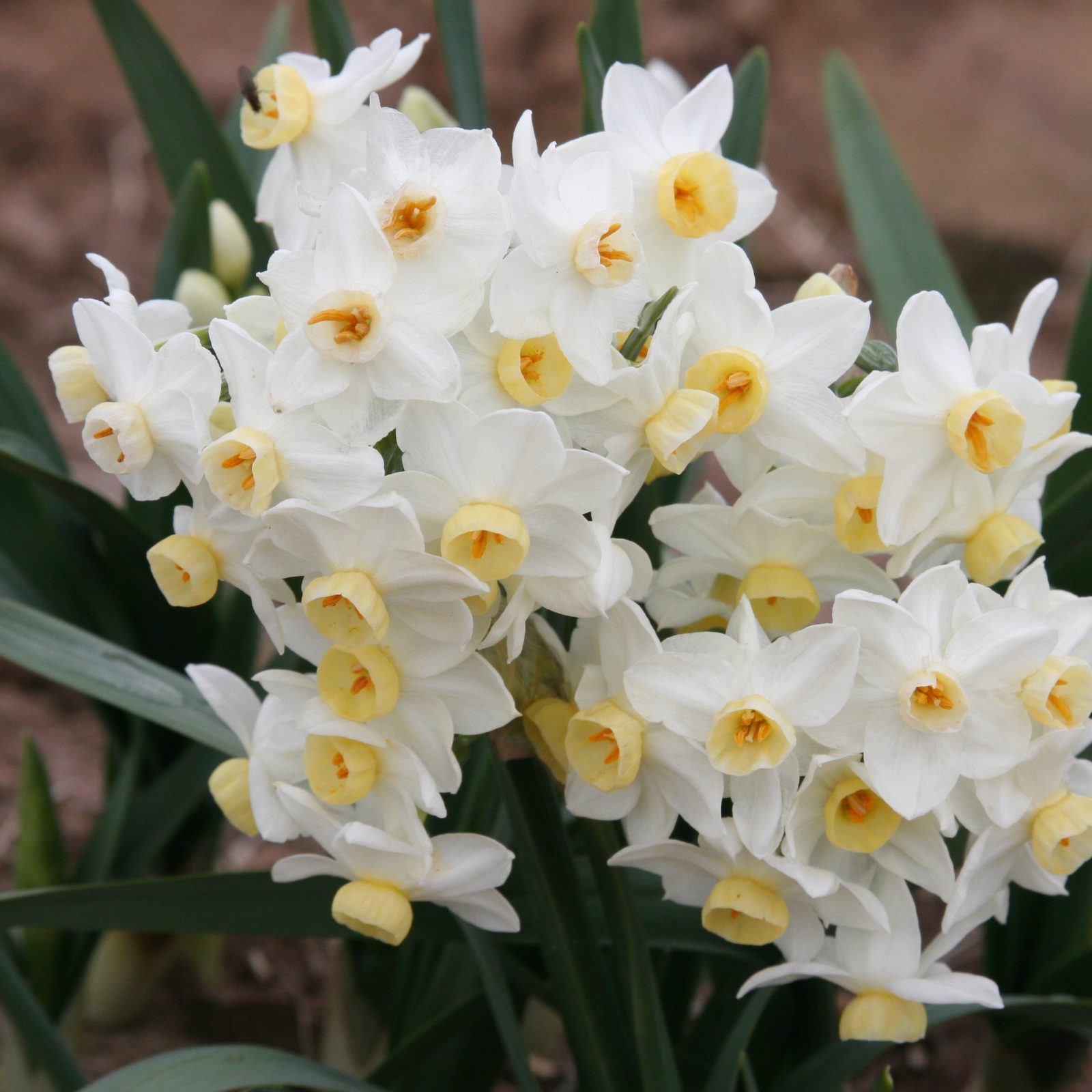 Narcissus Grand Primo, creamy clustered blooms